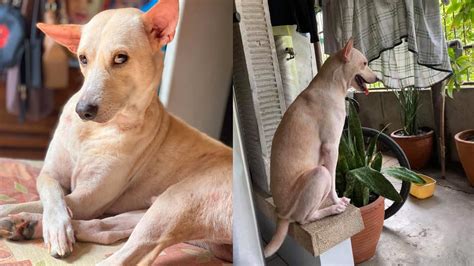Remember The Viral Dog Who Did ‘attitude Ka Ghorl Pose Hes Missing