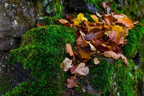 The Fallen Autumn Leaves On The Green Moss Stock Photo Image Of