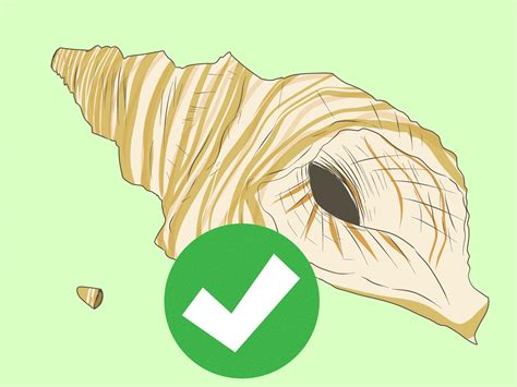 On how to do the technique for a conch shell braid! How to Blow a Conch Shell: 9 Steps (with Pictures) - wikiHow