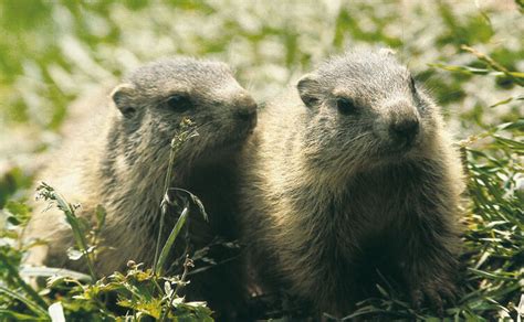 Nationalpark berchtesgaden is located in berchtesgaden. Tiere im Nationalpark Berchtesgaden