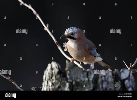 Jay Songbirds Passerines Corvids Garrulus Glandarius Birds Bird