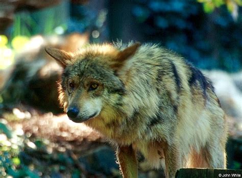 Canis Lupus Baileyi Mexican Gray Wolf