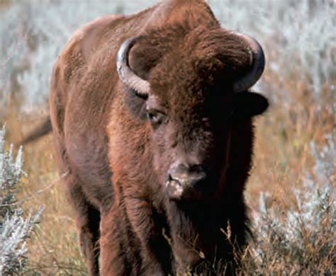 Animal Facts Bison Canadian Geographic
