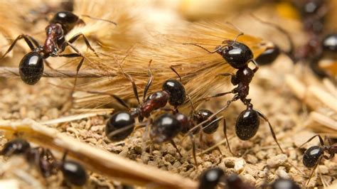 Ameisen in der wohnung oder im garten können zur plage werden und sich stark auf die lebensqualität Ameisen im Garten mit Zitronenschalen vertreiben