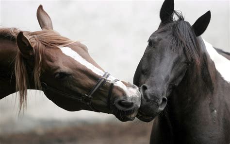 Two Horses Are Love By Horseforever16 On Deviantart