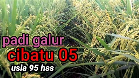 Penampakan Padi Galur Cibatu 05 Di Usia 90 Hss Youtube