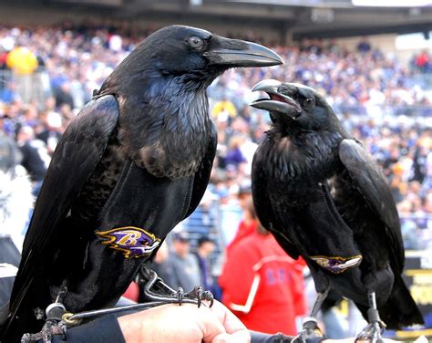 Raven Mascot Of The Baltimore Ravens Football Team Dsc874 Flickr