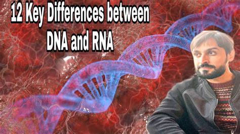 12 Key Differences Between Dna And Rna Youtube