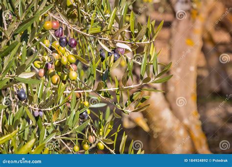 Black Spanish Olives Ripening On Olive Tree With Blurred Background