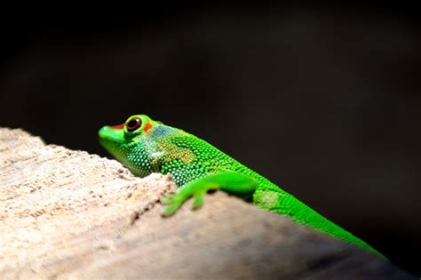 1920x1080 Wallpaper Green Lizard Peakpx