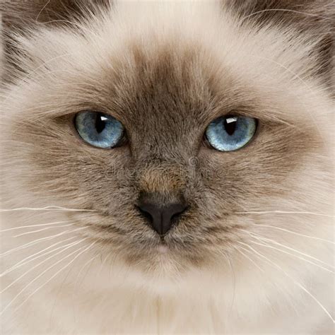 Close Up Of Birman Cat S Face Stock Image Image Of Breed Fluffy