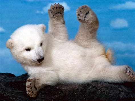 Cute Baby Polar Bear Wallpapers Wallpaper High Quality