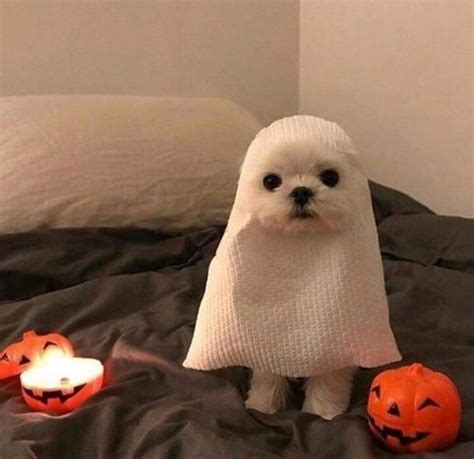 Los Mejores Disfraces De Halloween Para Mascotas Perros Graciosos