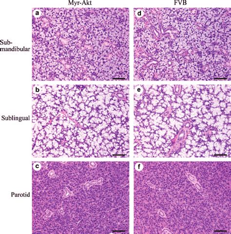 Submandibular Salivary Gland Histology