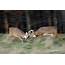 White Tailed Deer Buck Fight Blurred Photograph By Timothy Flanigan