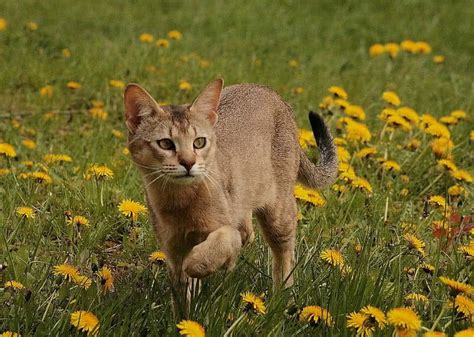 Top 10 Largest Cat Breeds In The World The Mysterious World