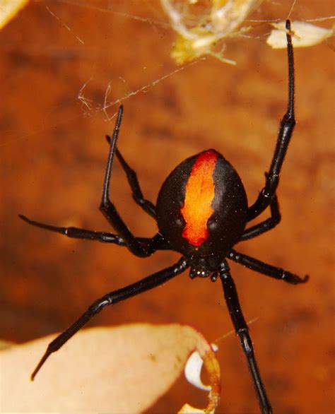 Redback Spider Flickr Photo Sharing Dangerous Spiders Spiders And