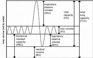 Lung Volumes And Capacities Download Scientific Diagram