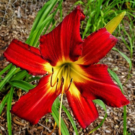 Garden spiders eat flying insects such as butterflies, wasps and flies. Red Ribbons spider daylily from 2018 Wisconsin Daylily ...