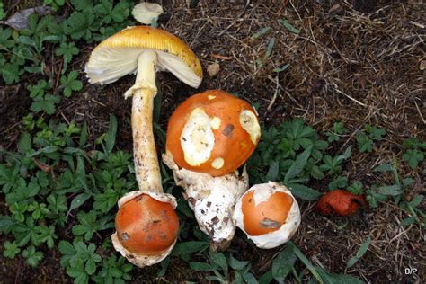 Amanita Caesarea Le Blog De La Societe Mycologique Du Val De Gray