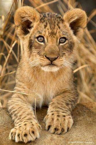 Cutest Lion Baby Animals Cute Animals Lions