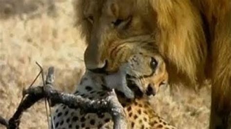 The Leopard Hunts But Becomes The Prey Of The Lion The Hunter Becomes