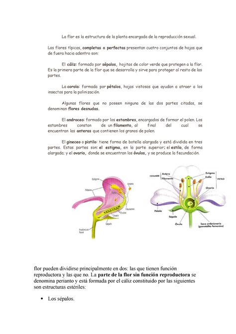 la flor es la estructura de la planta encargada de la reproducción sexual matemática 1 ciclo