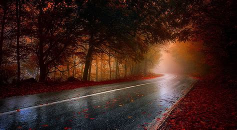 林道、 季節、 秋、 茶色、 木、 葉、 森、 霧、 道路、 秋、 霧、 Hdデスクトップの壁紙 Wallpaperbetter