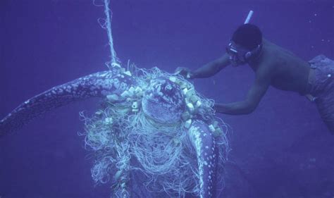 Shocking Photos Show Extent Of Plastic Pollution In Caribbean Sea
