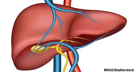 The Liver and Cholesterol: What You Should Know : जिगर और कोलेस्ट्रॉल ...