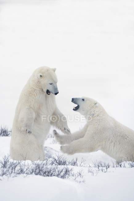Two Polar Bears Play Fighting — Predators Vertical Stock Photo