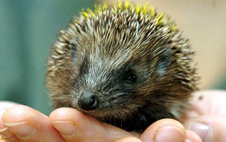 Hedgehogs and unusual pets 'pose health threat' - Telegraph