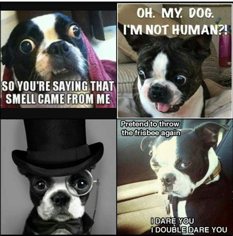 30 Best Pictures Memes Of Boston Terrier Dogs Page 4