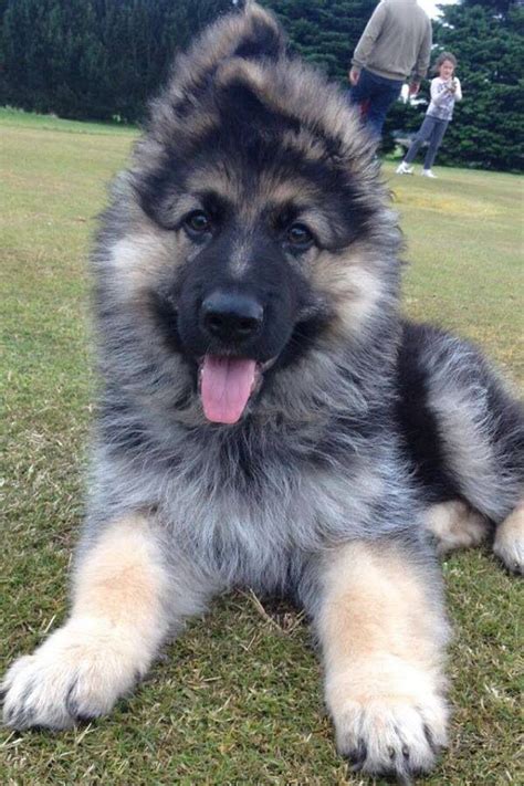 In contrast, buying german shepherd dogs from breeders can be prohibitively expensive. Pin on My most favourite dogs