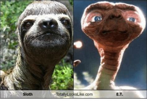 Search Sloths Face Memes On Meme
