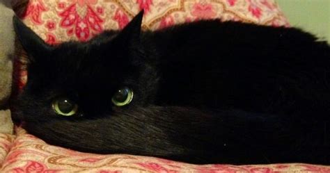How do you know if your cat is bored? 10+ Black Cats That Are Actually Toothless In Disguise ...