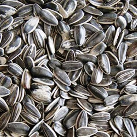 Eur 100kg 25kg Striped Sunflower Seeds Bird Food Seed 731840832659