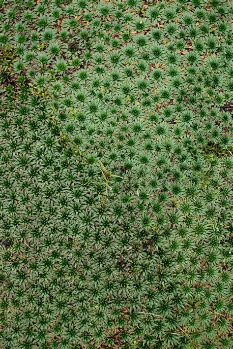 Leafy Pattern Free Photo Download Freeimages