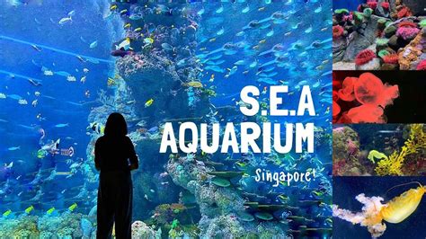 Sea Aquarium Singapore In 4k Resorts World Sentosa Singapore Youtube
