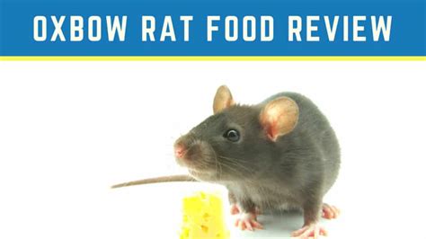 Petflow.com has been visited by 10k+ users in the past month Oxbow Rat Food Review - RatCentral