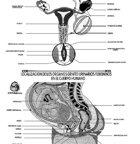 Pinto Dibujos Aparato Reproductor Femenino Con Nombres Para Colorear