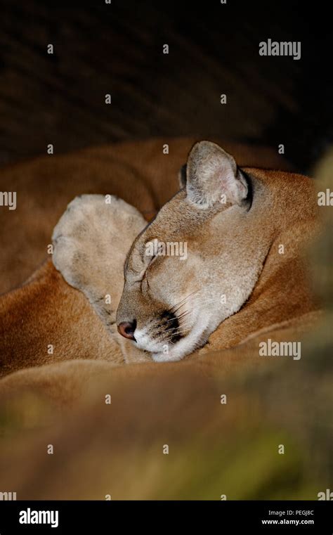 Mountain Lion Sleeping Hi Res Stock Photography And Images Alamy