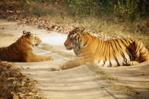 12 tiger reserves in india national parks in india