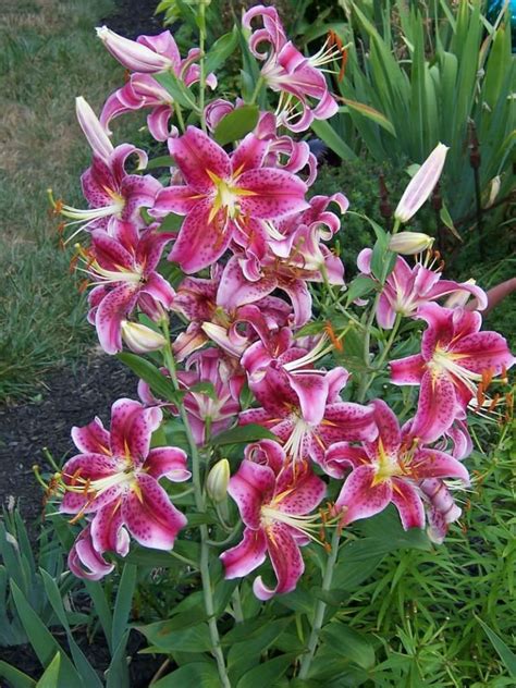 Lilium Star Gazer Star Gazer Lily Oriental Lily Lily Garden