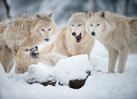 Arctic Wolves Pack Rare Animals Zoo Animals Unique Animals Totems