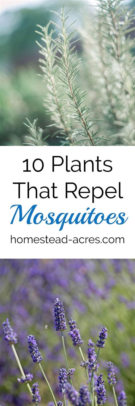 10 Plants That Repel Mosquitoes Mosquito Repelling Plants Easy To