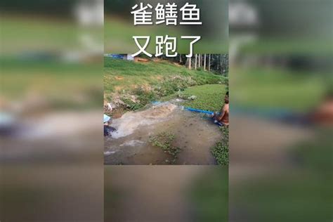 汝州怪鱼是啥鱼？河南平顶山抽干20万立方米湖水也要抓住它平顶山怪鱼河南