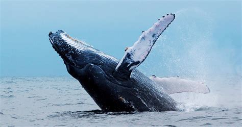 Best Time For Whale Watching In South Africa Rhino Africa