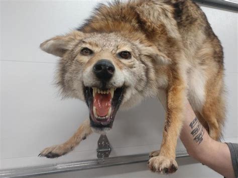 Full Body Taxidermy Coyote Aggressive Pose