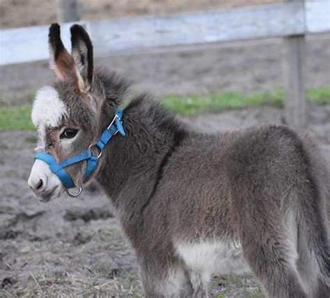 Cute Donkey Donkey Nice And Cute On A Green Field Photograph By